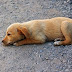 Ιωάννινα:Περισσότερα από 10 σκυλιά φολιάστηκαν στη Βουνοπλαγιά 