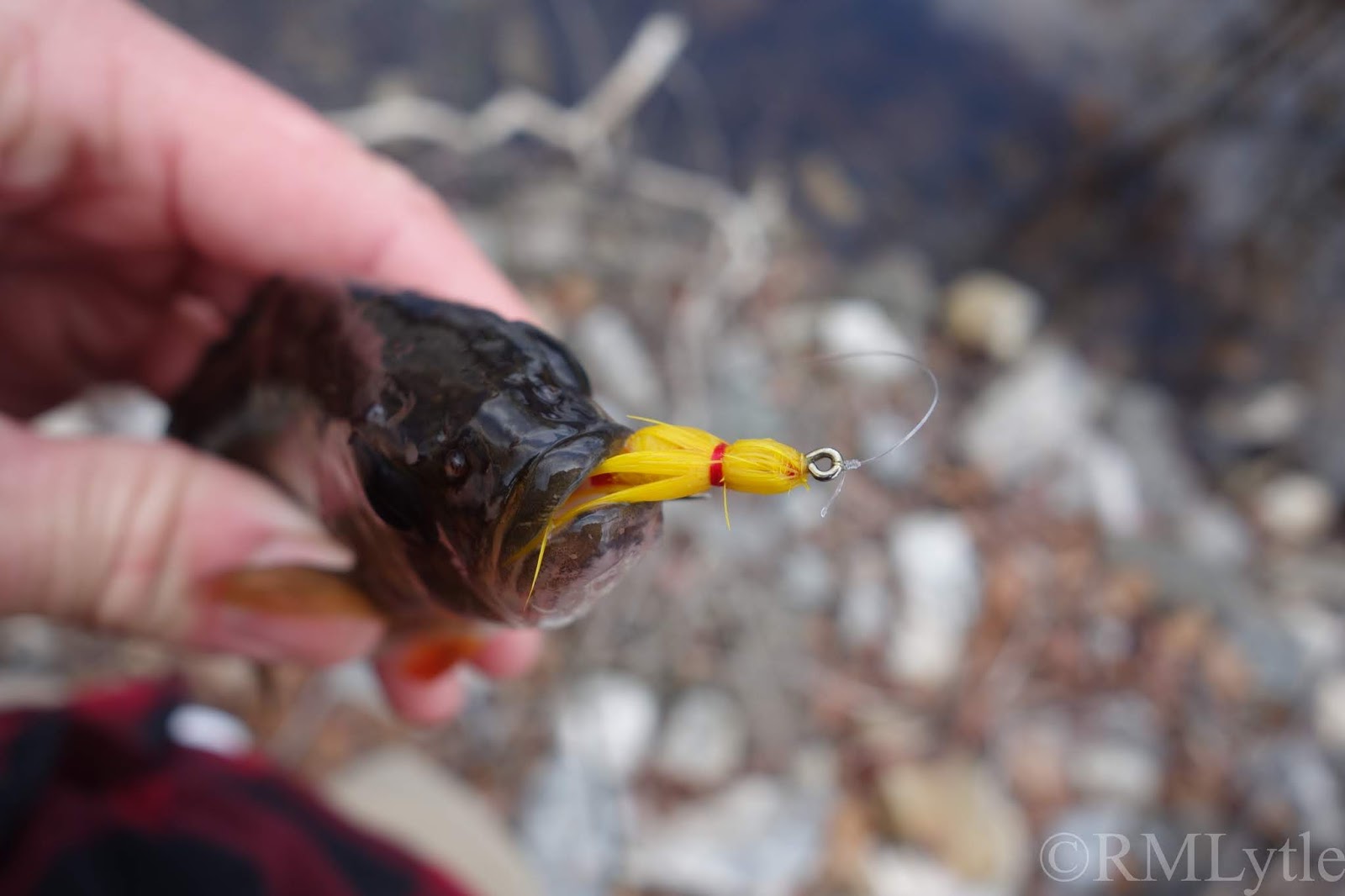 Connecticut Fly Angler A Traditional Swamp Fly & The Act of Killing
