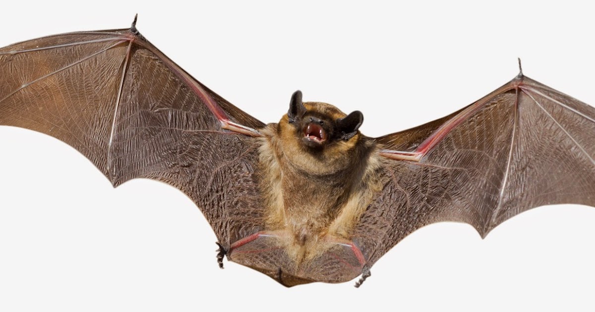 Ciri Khusus Makhluk Hidup Mata Pelajaran IPA Kelas 6 SD ~ Rumah Belajar