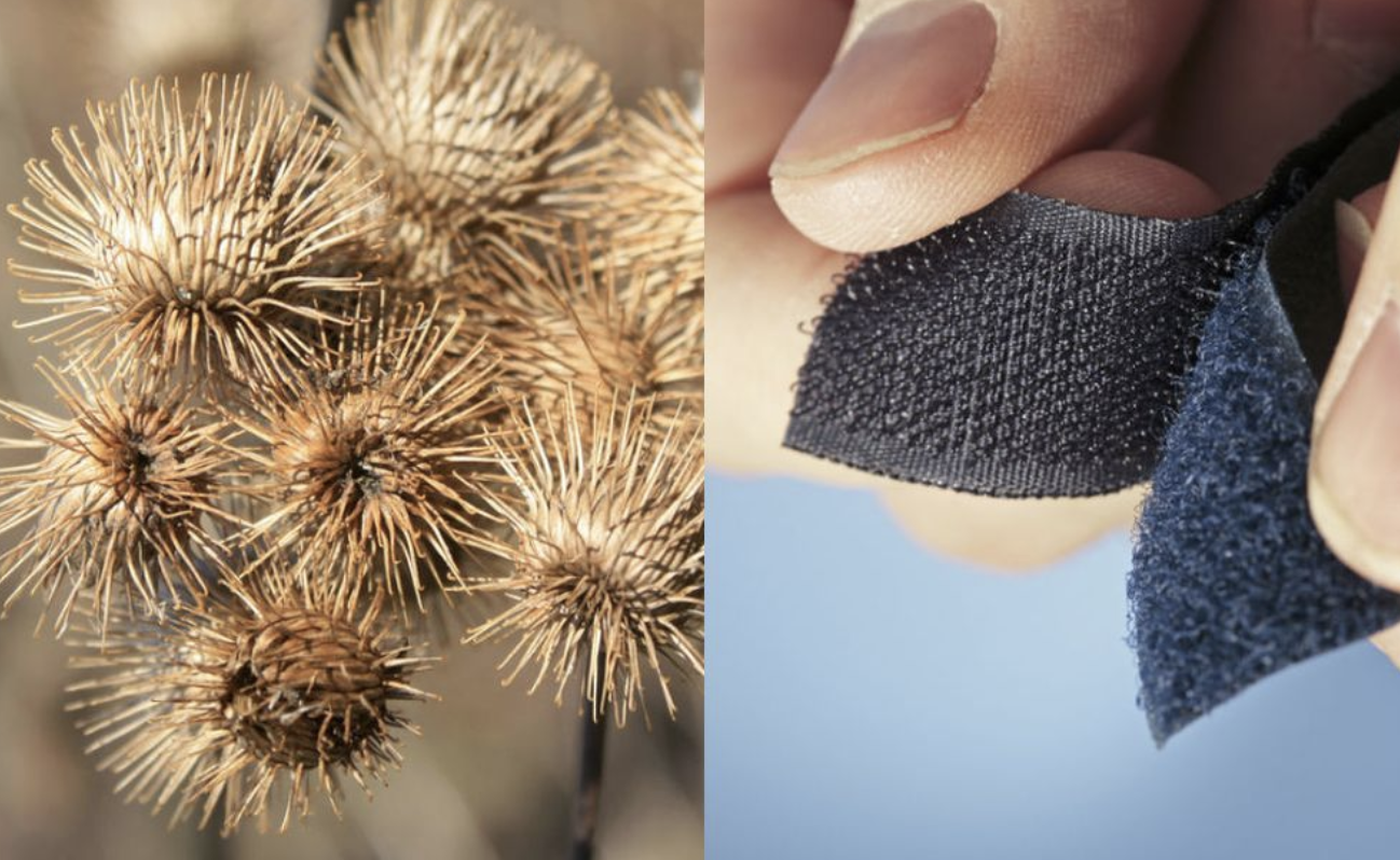 Designing a Solution to a Human Problem Biomimicry for First and