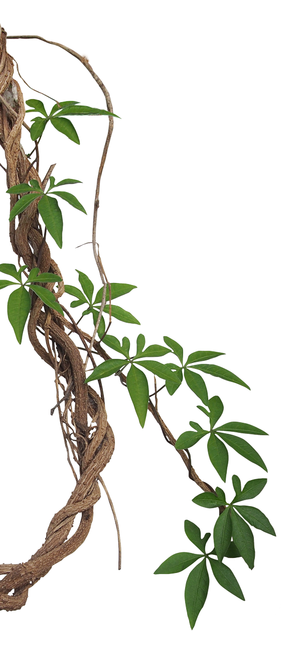 Jungle Vines Png - PNG Image Collection