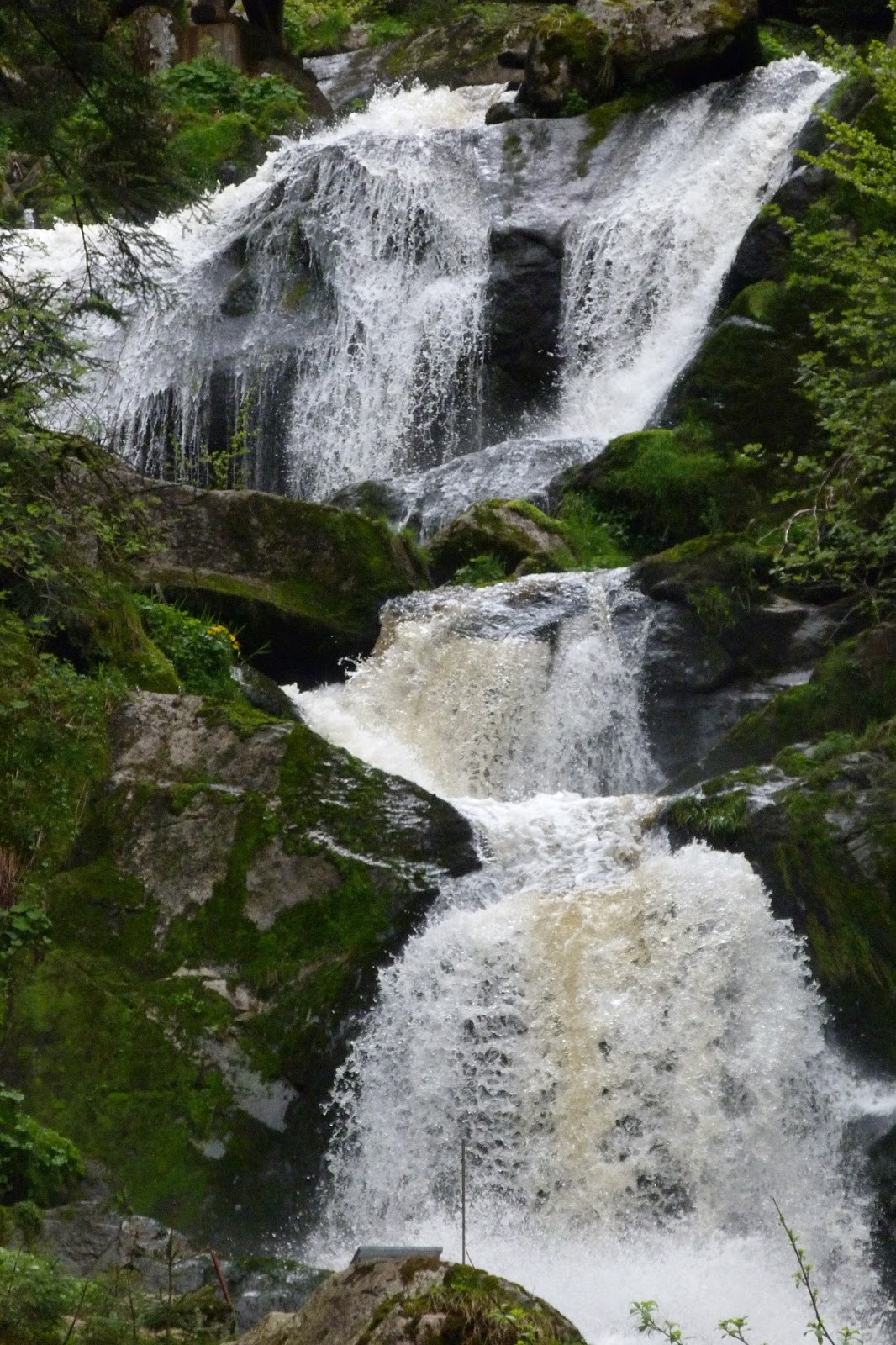 Made in Suisse Why is the Black Forest called that way?