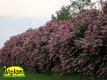 Ta gärna en titt i vår prislista om du söker pris på en planta eller två, eller 10, 50 eller 100.