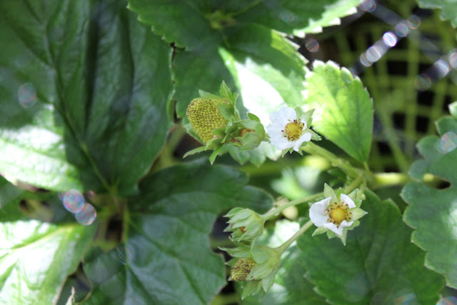 We're finally getting fruit on the strawberry plants.