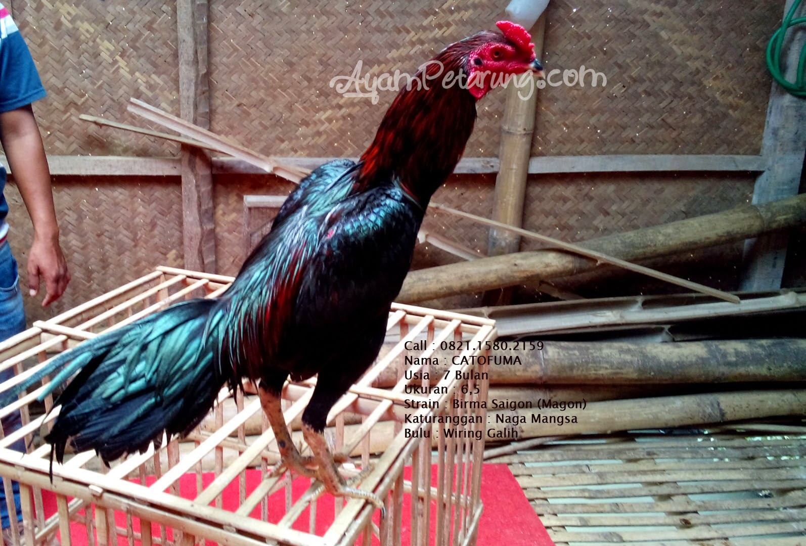 Gambar Ayam Jantan Saigon Bulu Babon Trah Gundala Bk Gambar Jago di