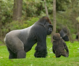 gorillas