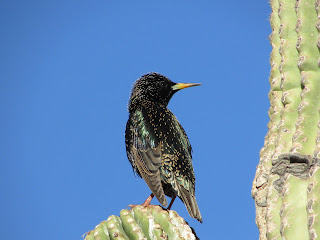Back Feathers Starling