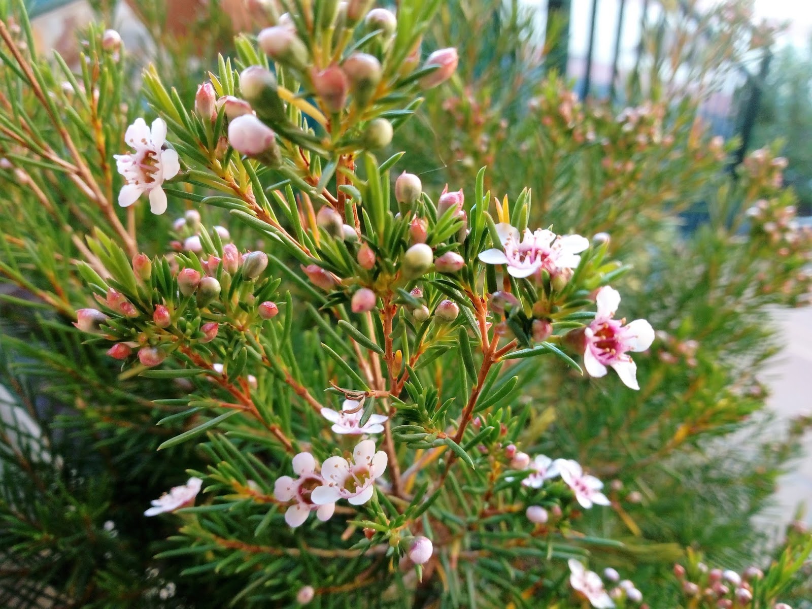 Biosfera vegetal. Flor de cera (Chamelaucium uncinatum Desf.).