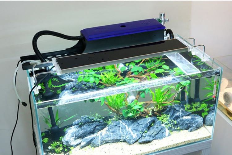 6 Jenis Filter Aquarium Yang Wajib Diketahui Sebelum Membeli Aquaama