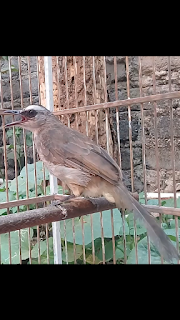 41+ Suara burung trucuk gacor juara terupdate