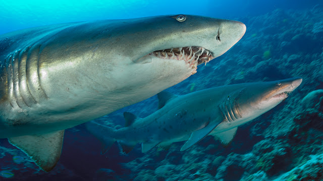 Micro Post: The Sand Tiger Shark |MyRokan
