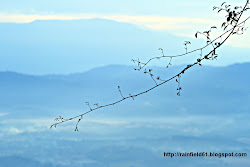 away fly birds why myjourney grows shadow