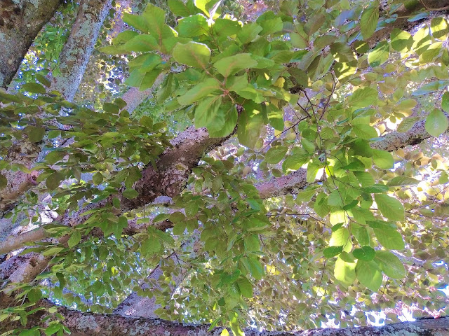 Haya roja (Fagus sylvatica "Atropurpurea").