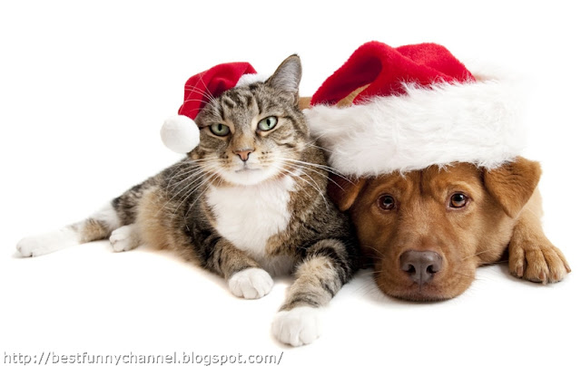 Christmas dog and cat.