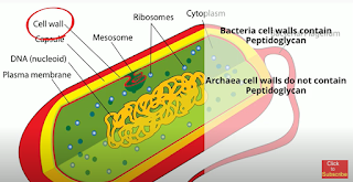 bacteria vs archaea