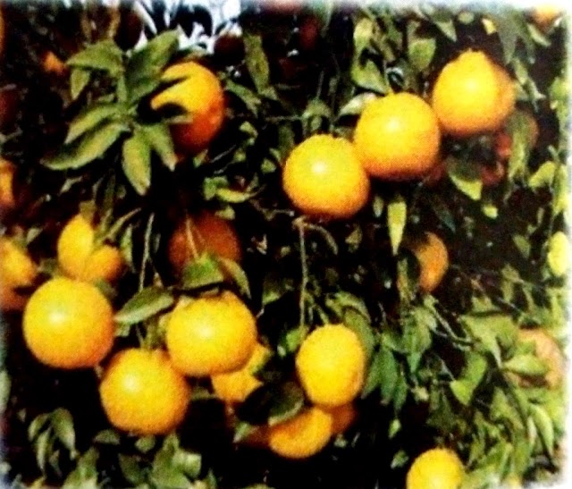  Fruits krishi lemon