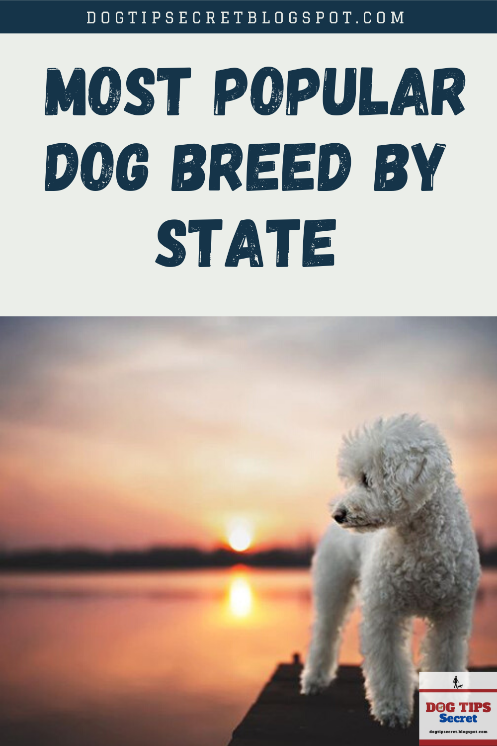 Most Popular Dog Breed by State Dog Tips Secret