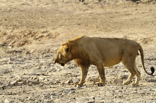 Pendjari Ulusal Park'ında bir erkek aslan.