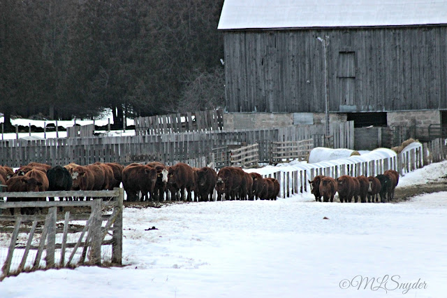Cattle going home for dinner
