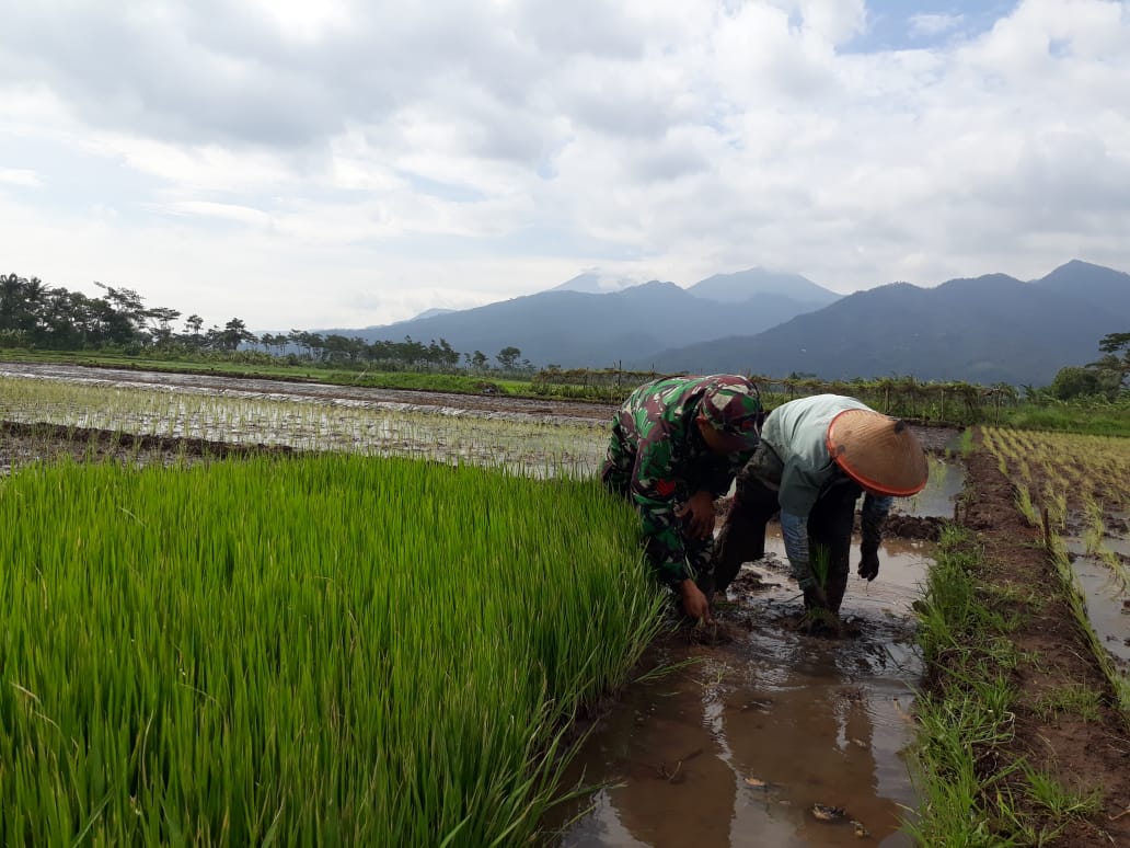 22+ Contoh Skema Kegiatan Ekonomi Pengolahan Padi Menjadi