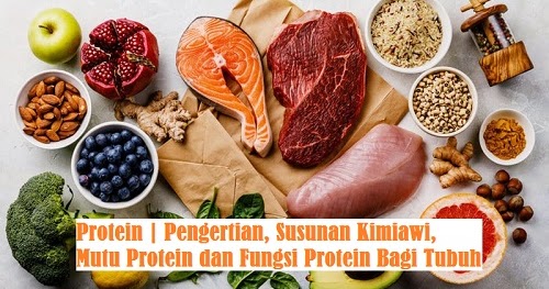 Fungsi protein bagi tubuh