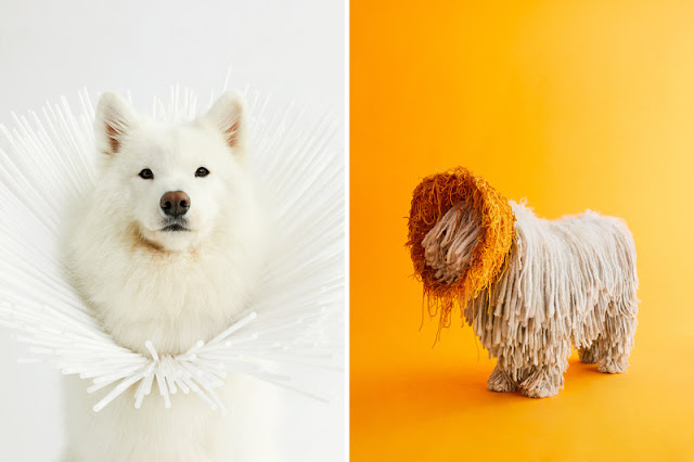 All Good Dogs: Photographer Transforms Canines' Cones From Shame To Glam