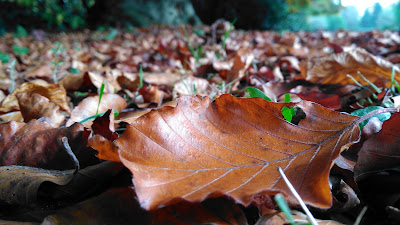English beech leaves close up