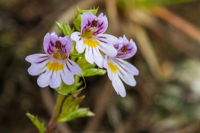 [Plantaginaceae] Veronica sp. – Alpine Eyebright (Eufrasia delle alpi)
