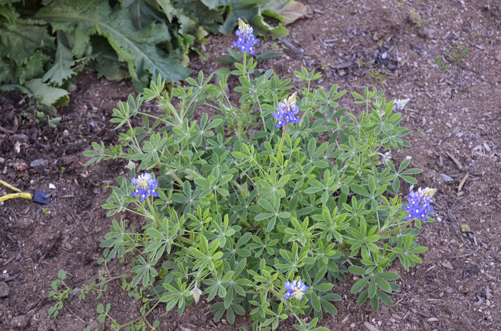 Rebecca s Texas Garden Texas State Flower