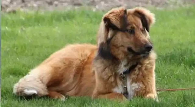 Australian Retriever Dog Breed Info: Price, Characteristics, Aggressiveness & Facts