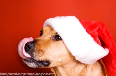 Funny dog in Christmas cap.