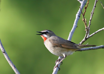 Siberian Rubythroat