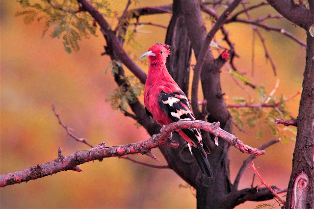 best bird wallpaper border best bird wallpaper border