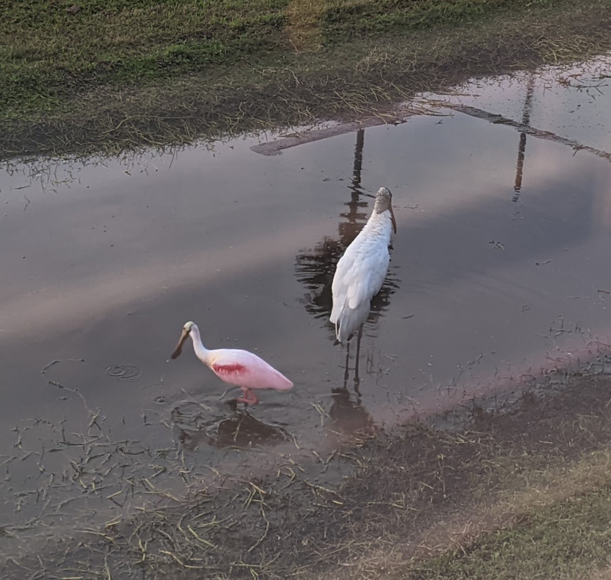 TUMBLEWEED History Dentist