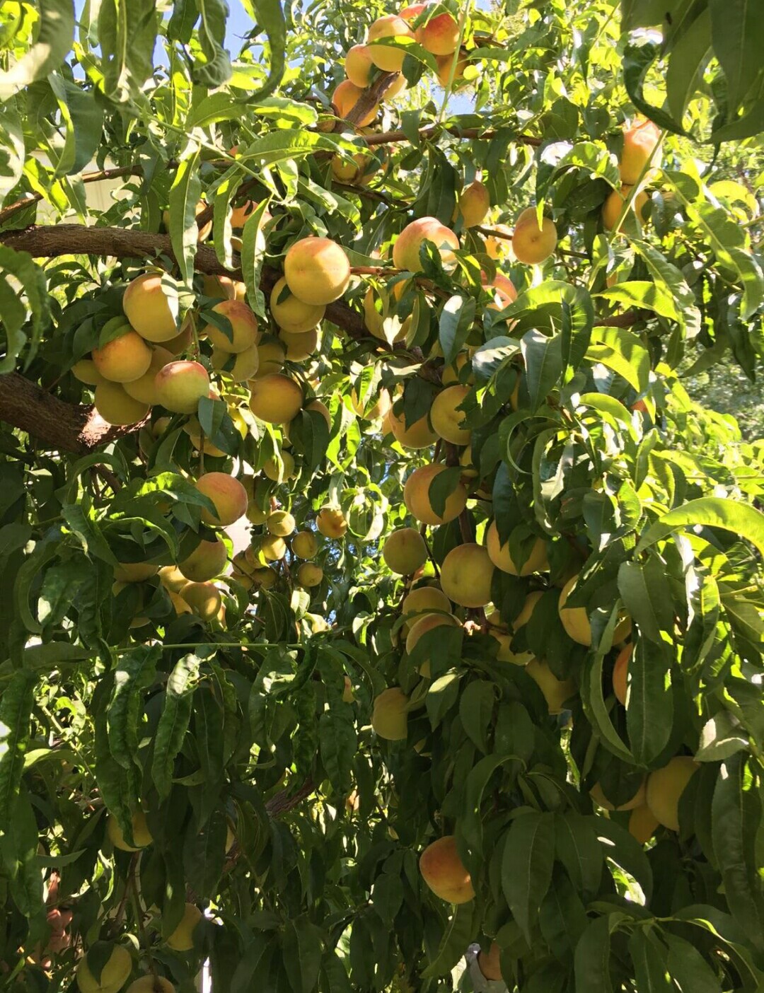 branches'n'twigs When it's peach pickin' time in Utah...
