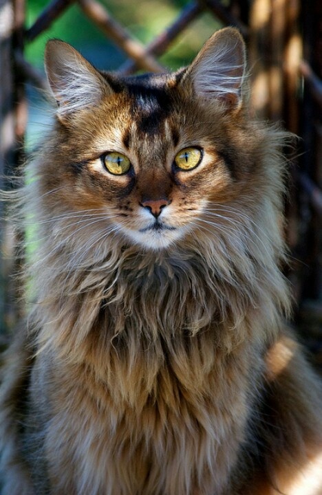 Lovely Pets Top 10 Friendliest Cat Breeds lovely-pets-top-10-friendliest-cat-breeds
