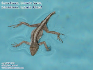 Rambling Moose: Swimming Lizard, Floating Lizard - Picture