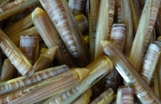 kerang bambu