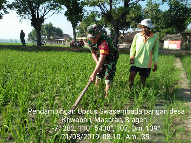 Semangat Babinsa Kliwonan Nglandak Bersama Petani