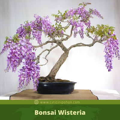 Bonsai Wisteria