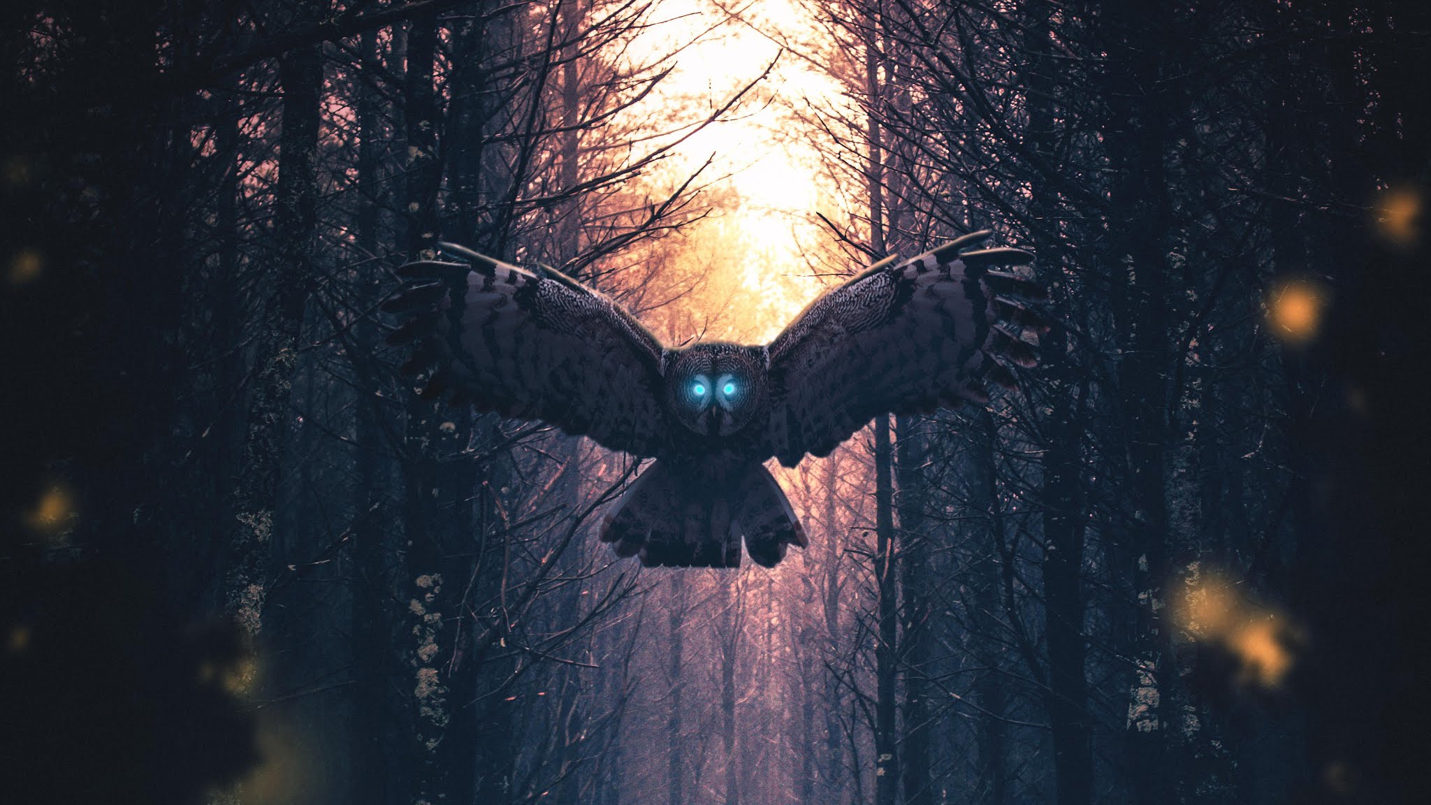 Wallpaper Owl, Guardian, Forest, Bird