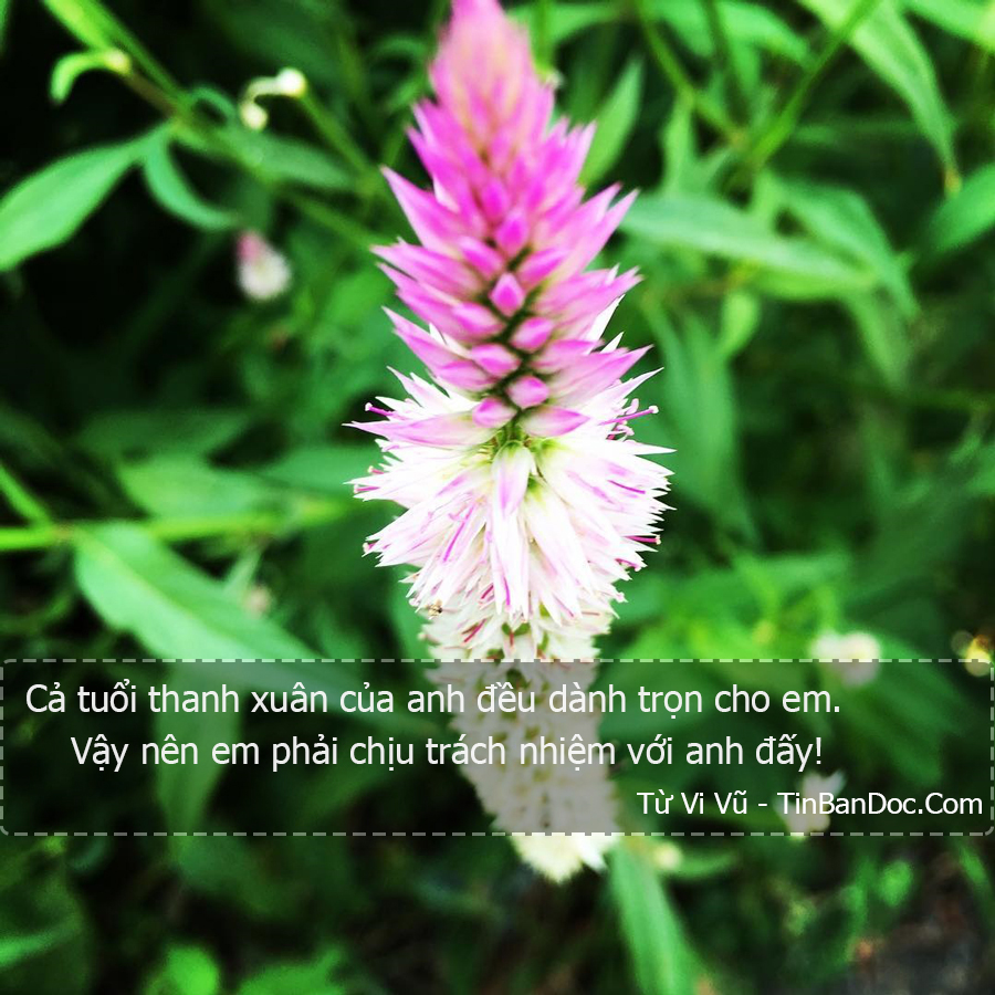 80+ STT & Câu Nói Bá Đạo, Cảm Động & Tan Chảy Của Soái Ca Ngôn Tình