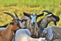 modal ternak kambing, modal ternak kambing pemula, modal usaha ternak kambing, rincian modal ternak kambing, rincian modal ternak kambing, usaha ternak kambing pengusaha