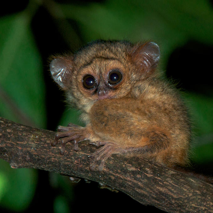 VIOLET DARKLING Piece of the week