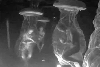 Experiments in Dulce Base