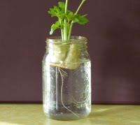 Celery Cuttings in Jar