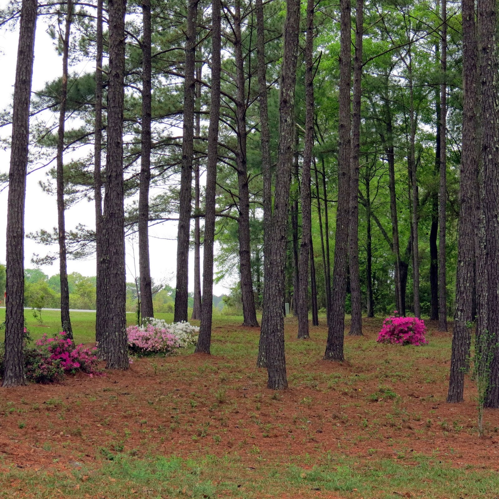 Marilyn's Florida Garden: April 2014