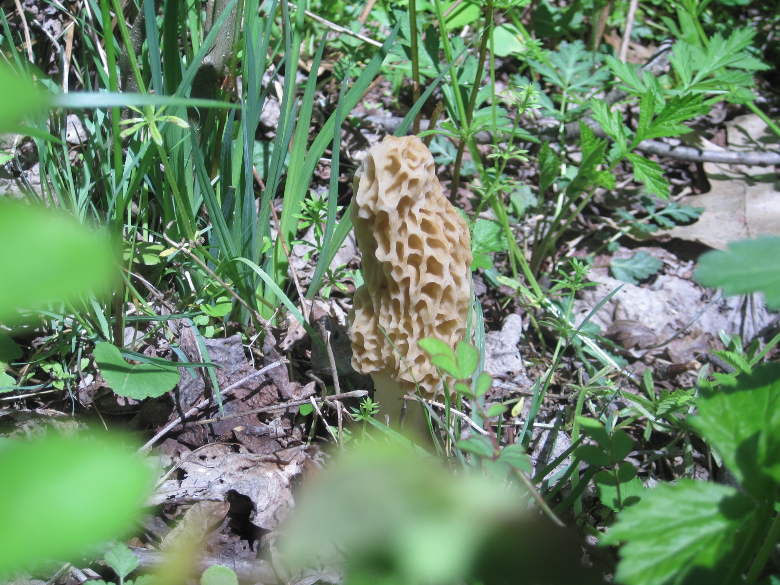 Food Under Foot Finding Morels By Following A Trail of Tulip Poplar Petals