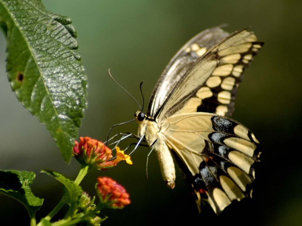 moving butterfly wallpaper free | Moving Wallpapers