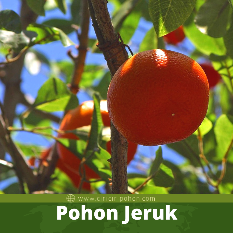 Pohon Jeruk